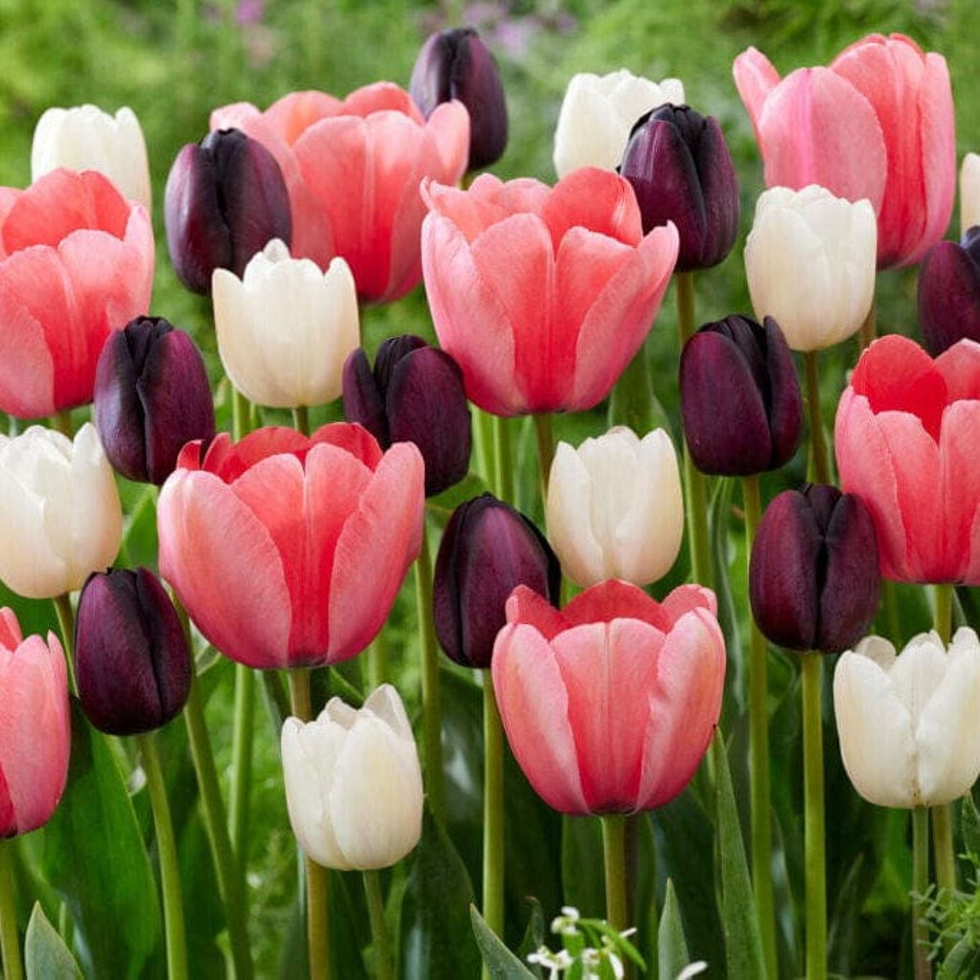 Tulpenmischung 'Strawberry Snowfall'